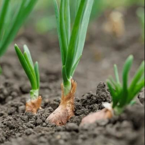 Onion Seeds - All In One For Home Gardens