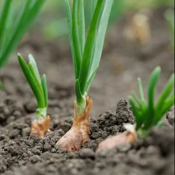 Onion Seeds - All In One For Home Gardens