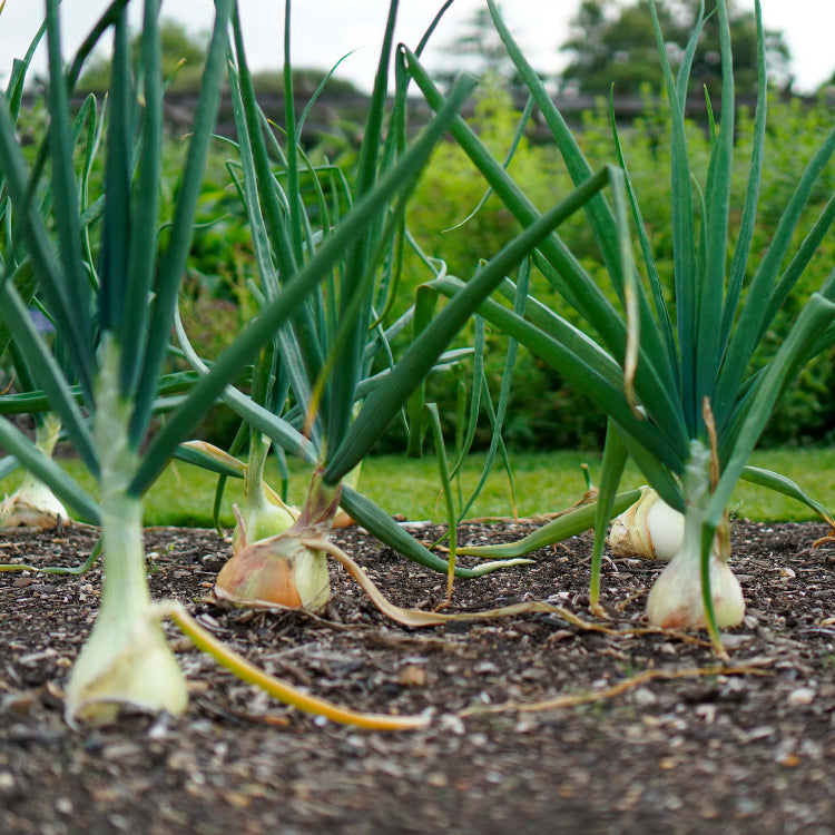 Onion Seeds - All In One For Home Gardens