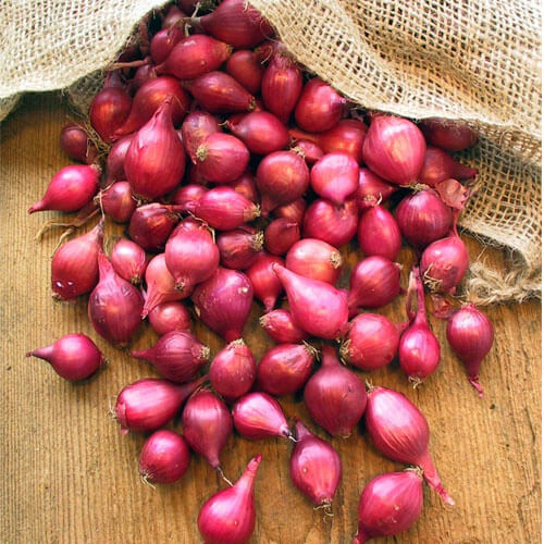 Onion Seeds – Shallots