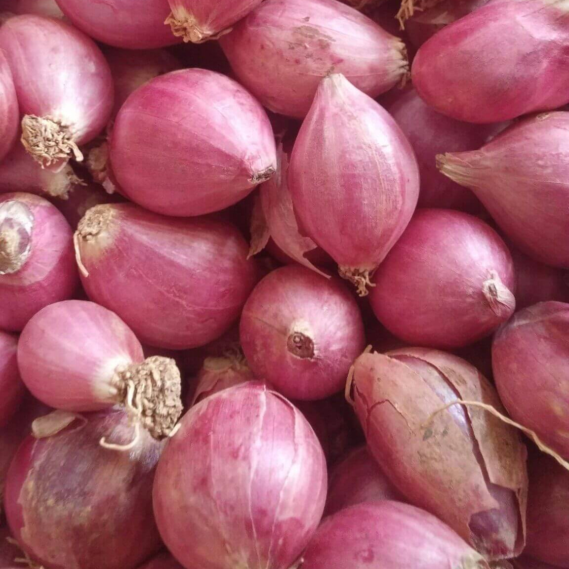 Onion Seeds – Shallots