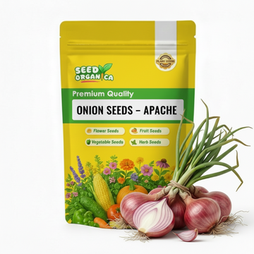 Onion Seeds – Apache