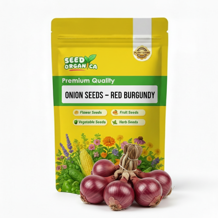 Onion Seeds – Red Burgundy