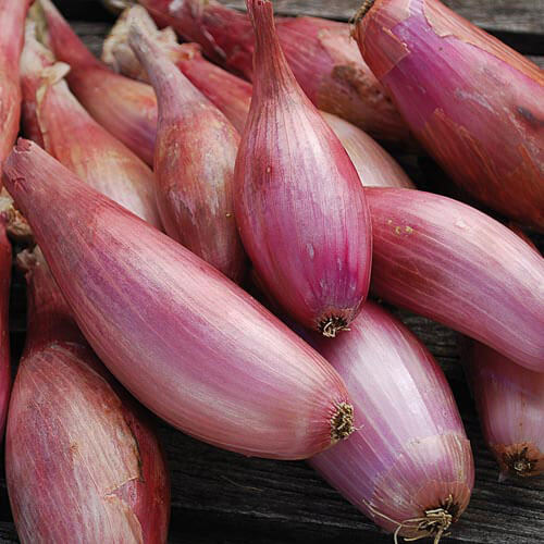 Onion Seeds – Shallots