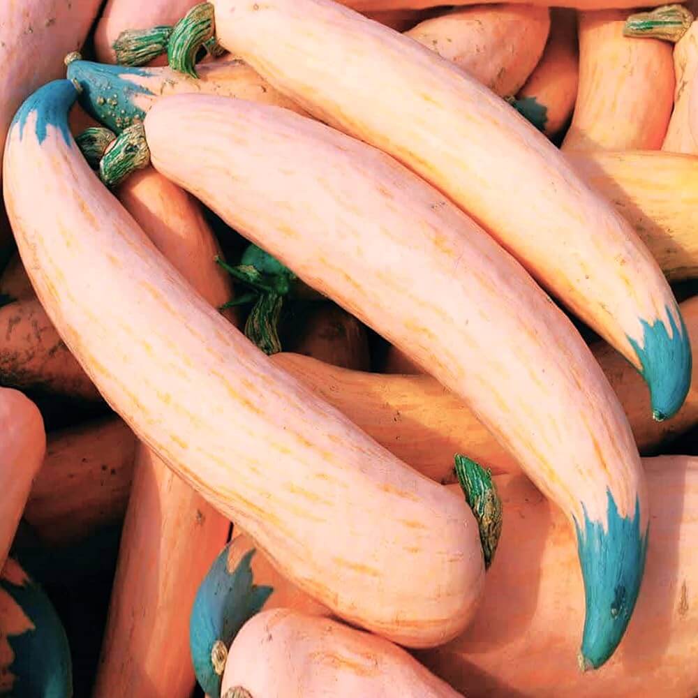 Open Pollinated Squash Seeds - Vegetable Plant