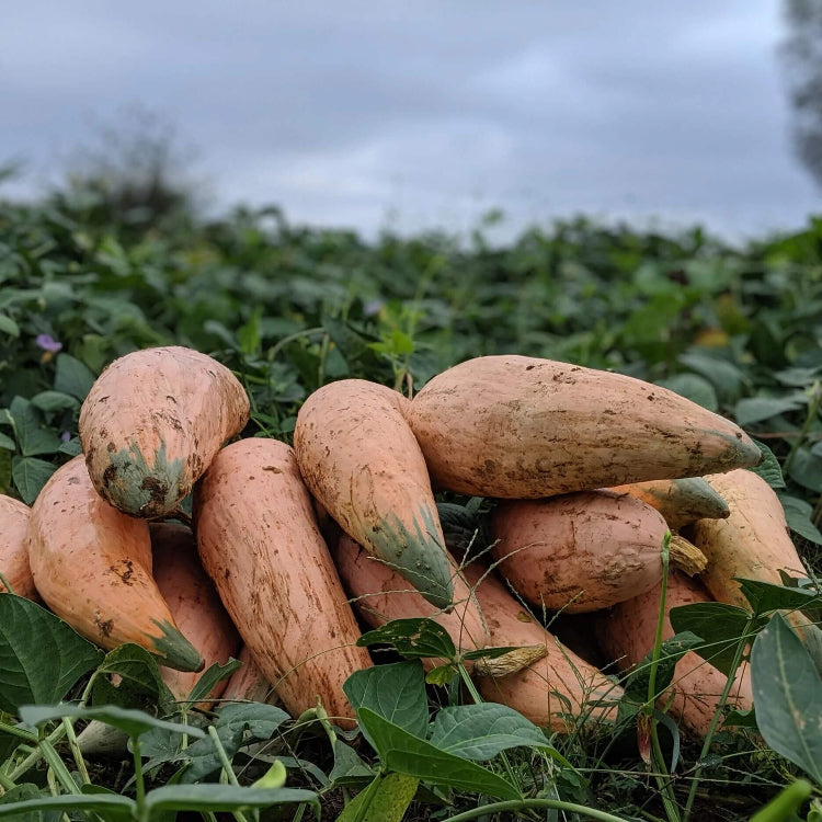 Open Pollinated Squash Seeds - Vegetable Plant