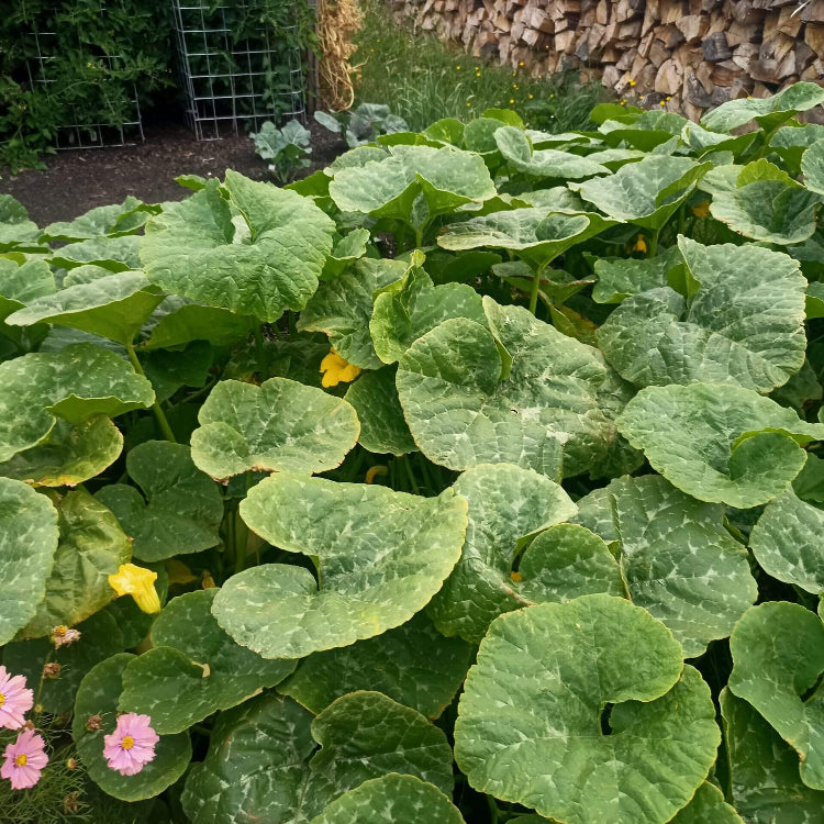 Open Pollinated Squash Seeds - Vegetable Plant