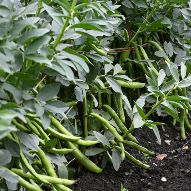 Open Pollinated Tepary Bean Seeds - Vegetable Plant 