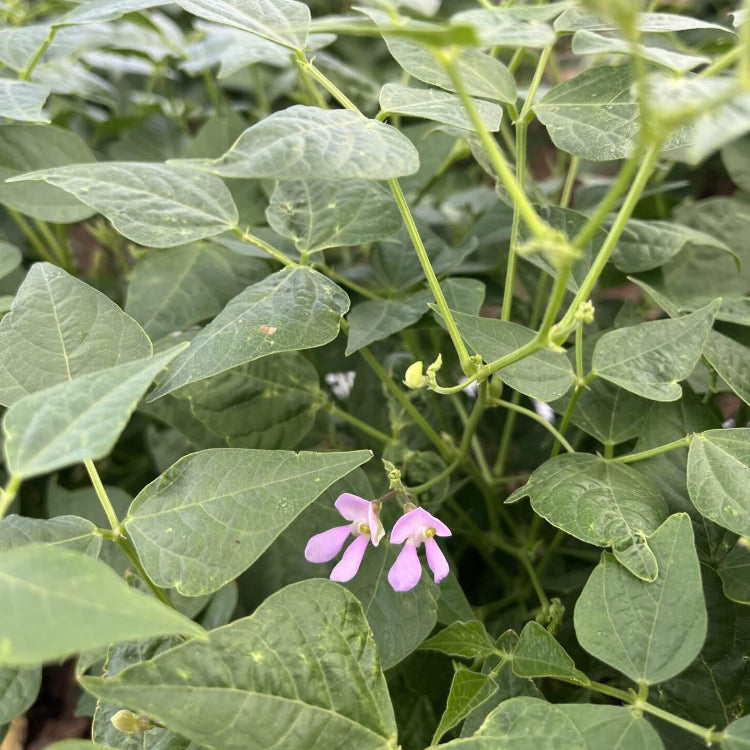 Open Pollinated Tepary Bean Seeds - Vegetable Plant 