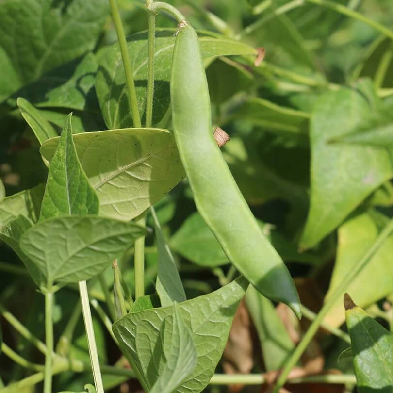 Open Pollinated Tepary Bean Seeds - Vegetable Plant 