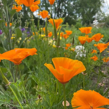 Opium Poppy Seeds