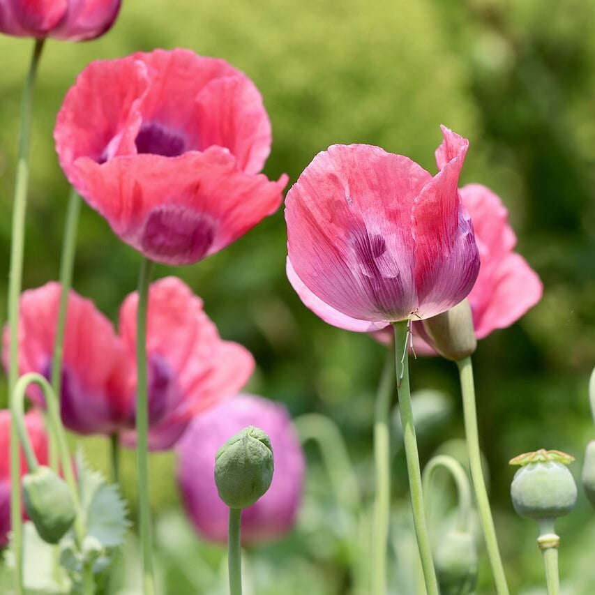 Opium Poppy Seeds