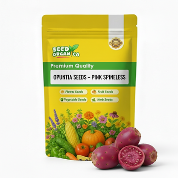 Opuntia Seeds – Pink Spineless