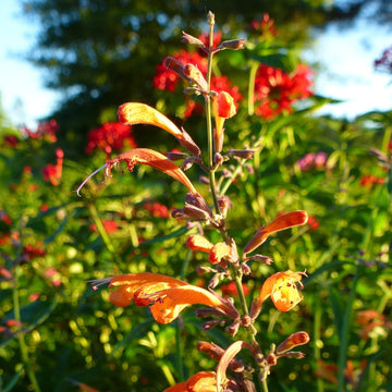 Orange Agastache Hyssop Seeds 