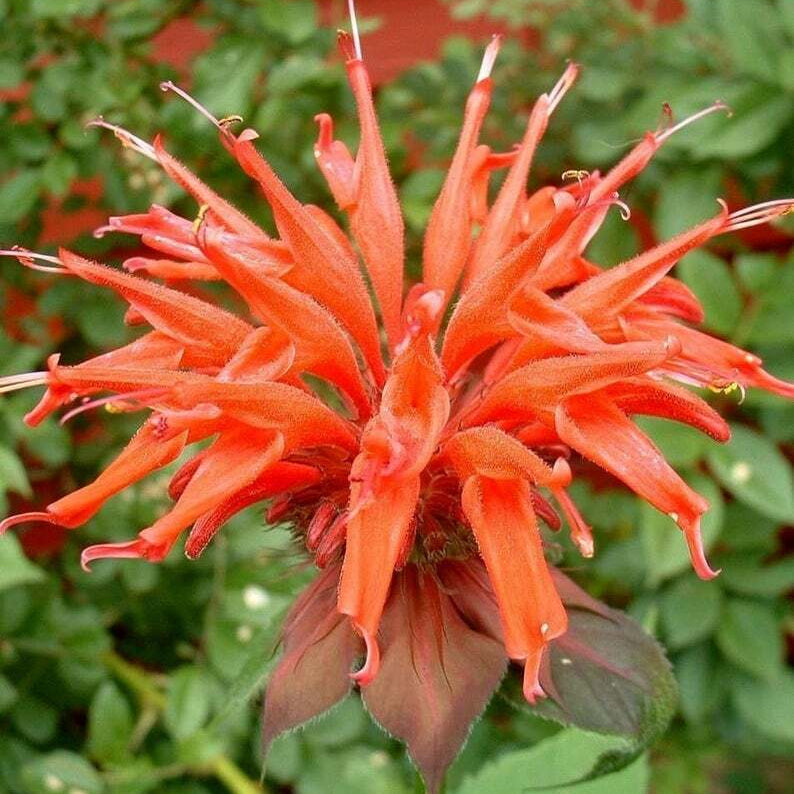 Orange Bee Balm Seeds - Flower Plant