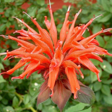 Orange Bee Balm Seeds - Flower Plant
