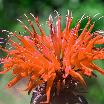 Orange Bee Balm Seeds - Flower Plant