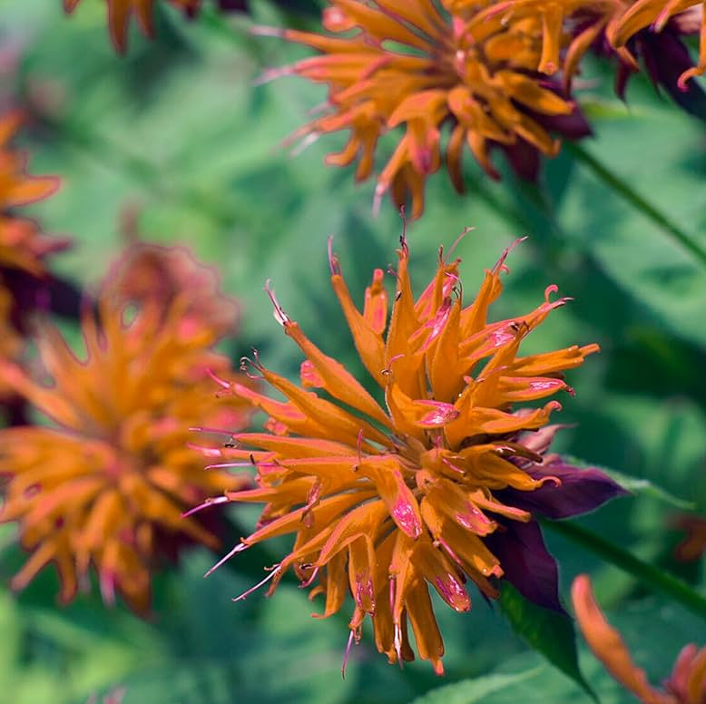 Orange Bee Balm Seeds - Flower Plant