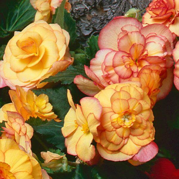 Orange Begonia Seeds