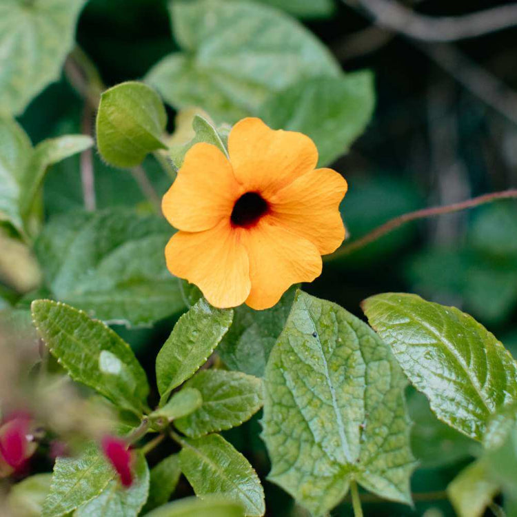 Orange Black Eyed Susan Vine Seeds