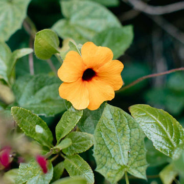 Orange Black Eyed Susan Vine Seeds