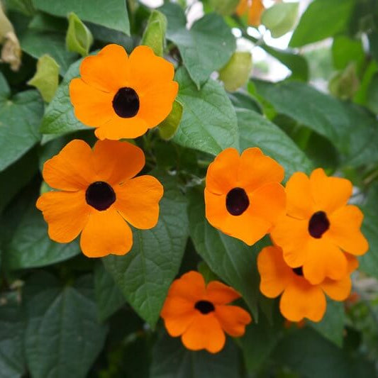 Orange Black Eyed Susan Vine Seeds