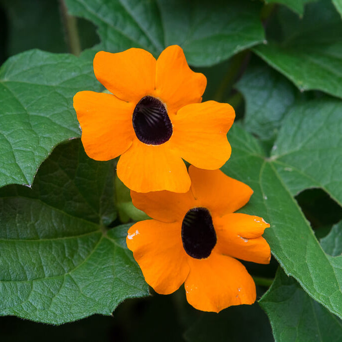 Orange Black Eyed Susan Vine Seeds