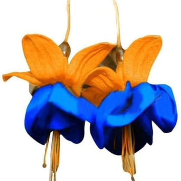 Orange Blue Fuchsia Hybrida Seeds 