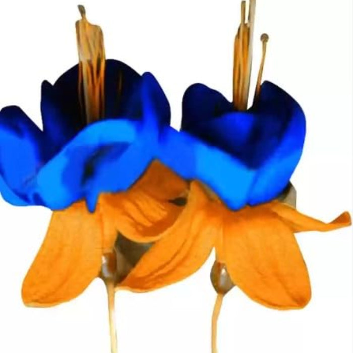 Orange Blue Fuchsia Hybrida Seeds 
