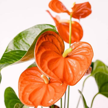 Orange Blue anthurium Seeds