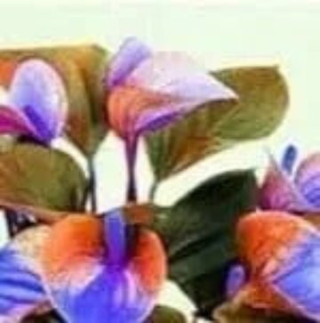 Orange Blue anthurium Seeds