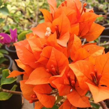 Orange Bougainvillea Seeds - Flower Plant