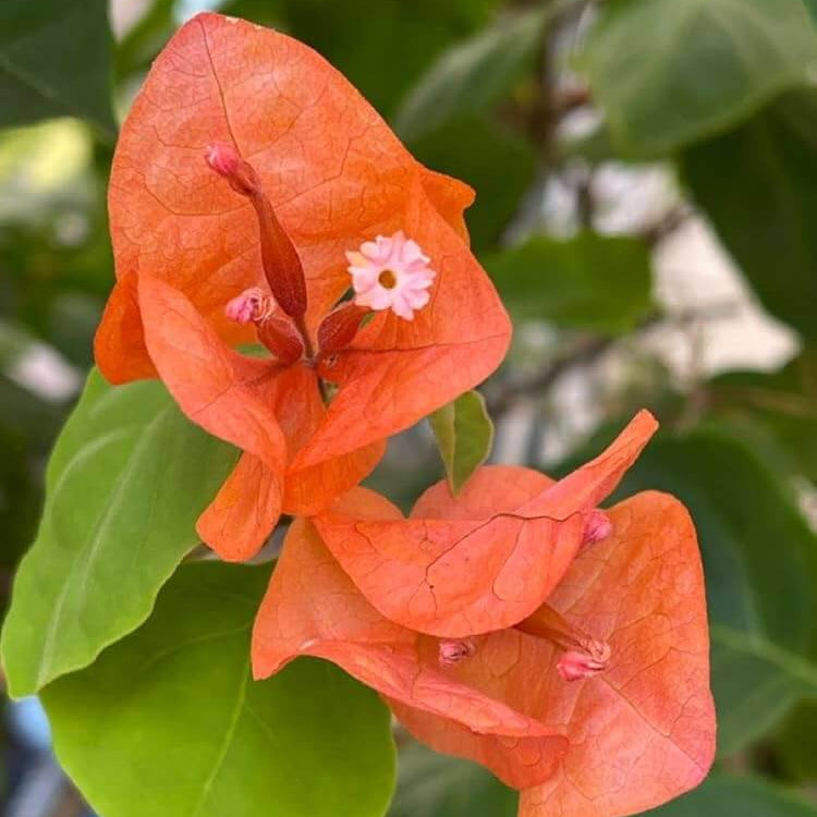 Orange Bougainvillea Seeds - Flower Plant