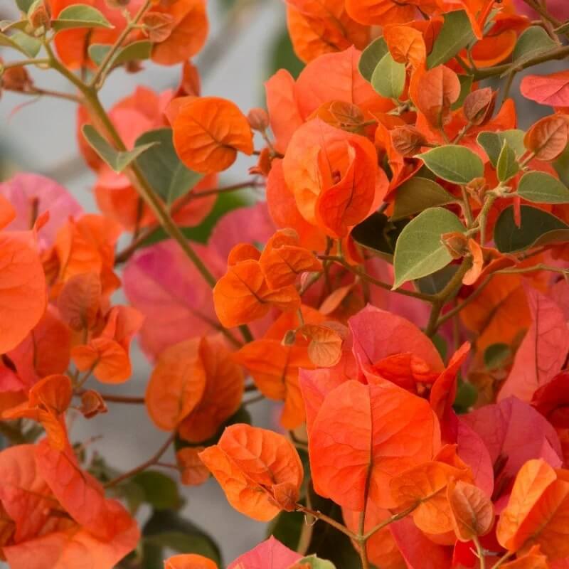 Orange Bougainvillea Seeds - Flower Plant