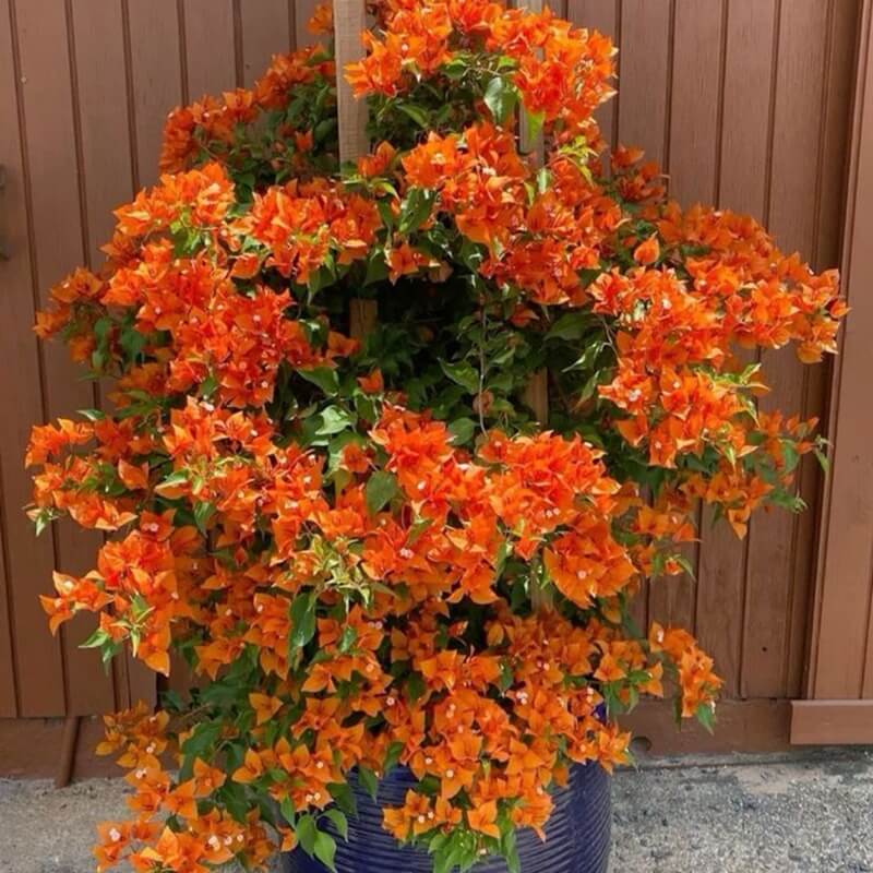 Orange Bougainvillea Seeds - Flower Plant