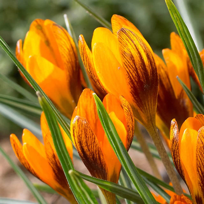 Orange Brown Crocus Seeds