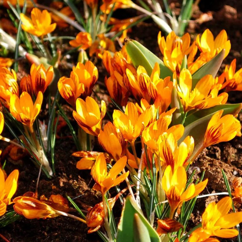 Orange Brown Crocus Seeds