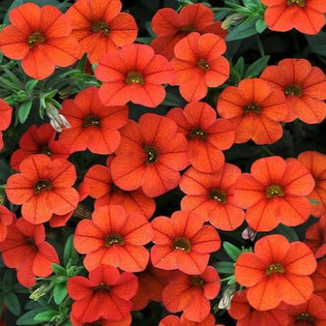 Orange Calibrachoa Seeds - Flower Plant