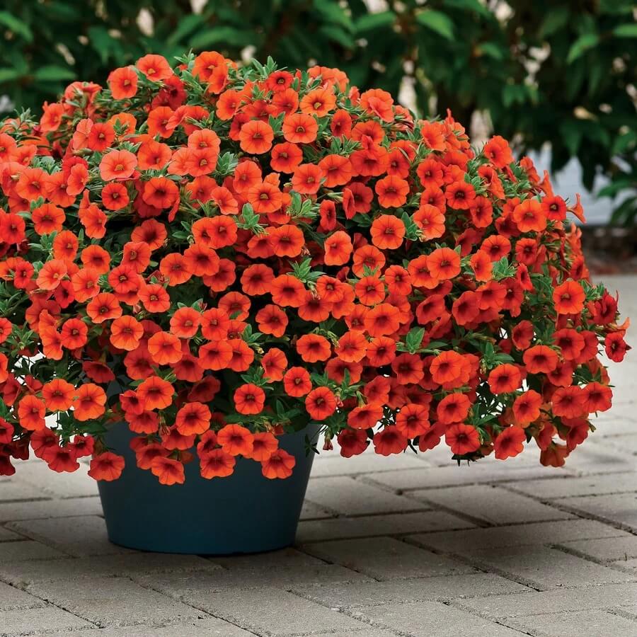 Orange Calibrachoa Seeds - Flower Plant