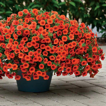 Orange Calibrachoa Seeds - Flower Plant