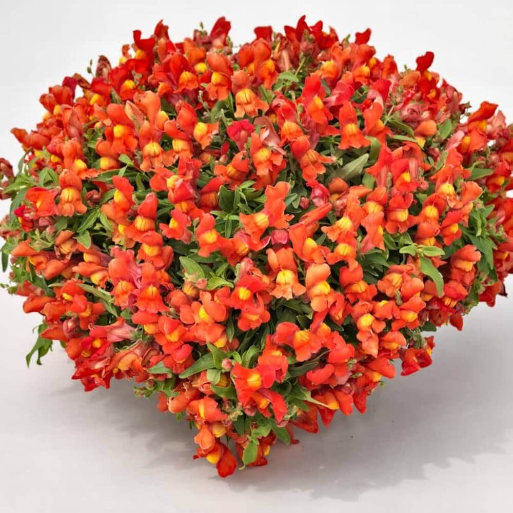 Orange Calibrachoa Seeds - Flower Plant