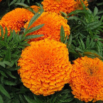 Orange Carnation Seeds