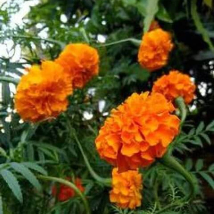 Orange Carnation Seeds