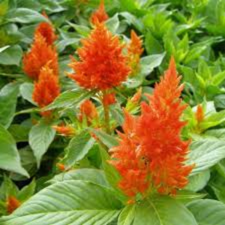 Orange Celosia Seeds – Pollinator Friendly