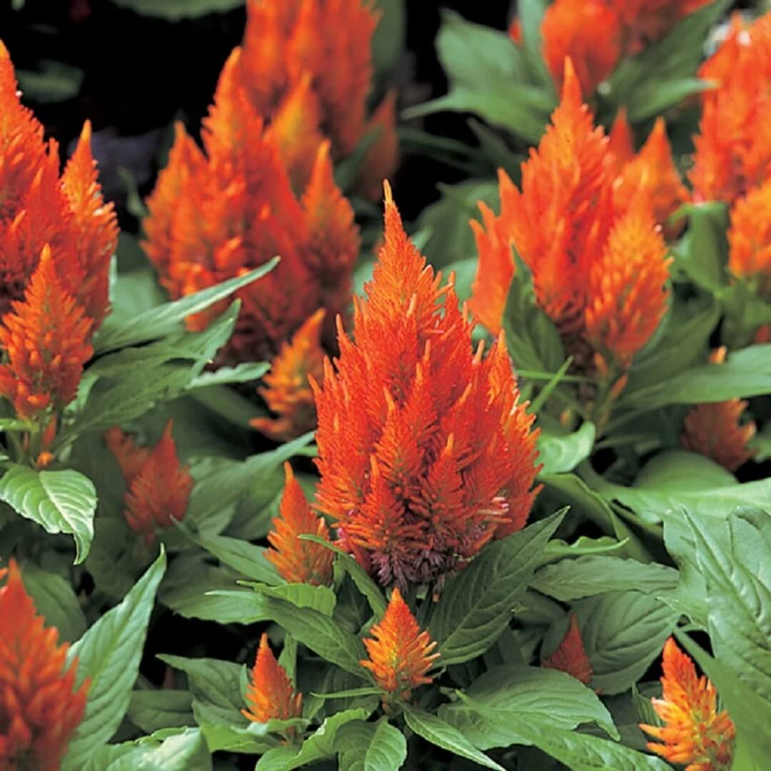 Orange Celosia Seeds – Pollinator Friendly