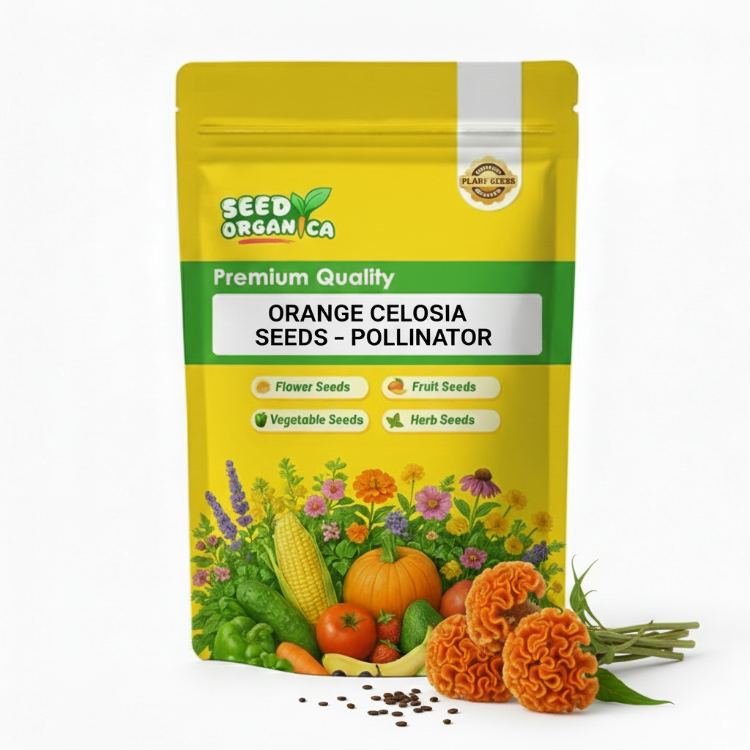 Orange Celosia Seeds – Pollinator