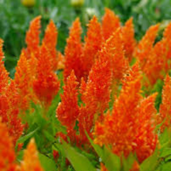 Orange Celosia Seeds – Pollinator Friendly
