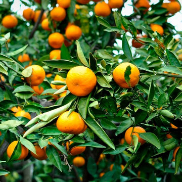 Orange Citrus reticulata Seeds - Fruit Plant