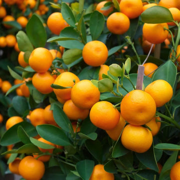 Orange Citrus reticulata Seeds - Fruit Plant