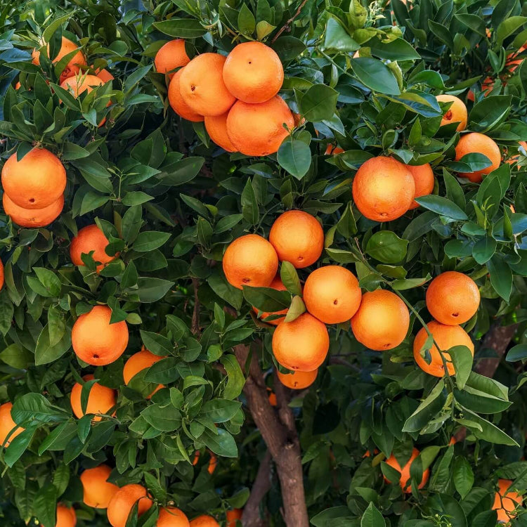 Orange Citrus reticulata Seeds - Fruit Plant
